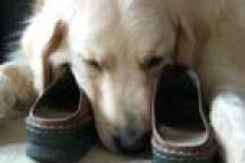 Bluff Hollow Dog-Friendly B&B
