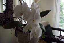 Secret Beach B&B Suites