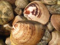 Clam Digging